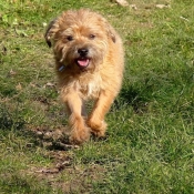 Photo de Border terrier