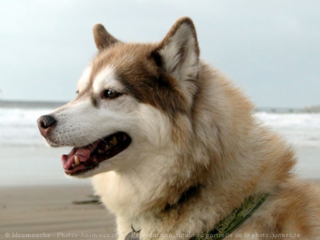 Photo de Husky siberien