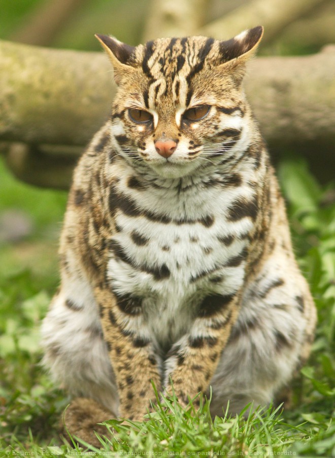 Photo de Chat lopard du bengale