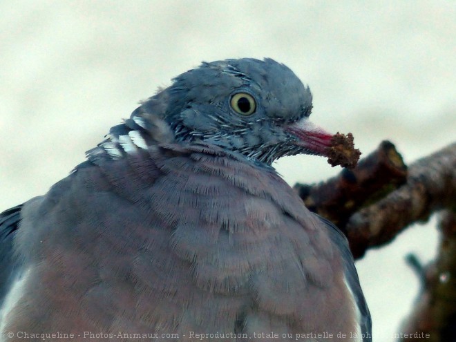 Photo de Pigeon - ramier