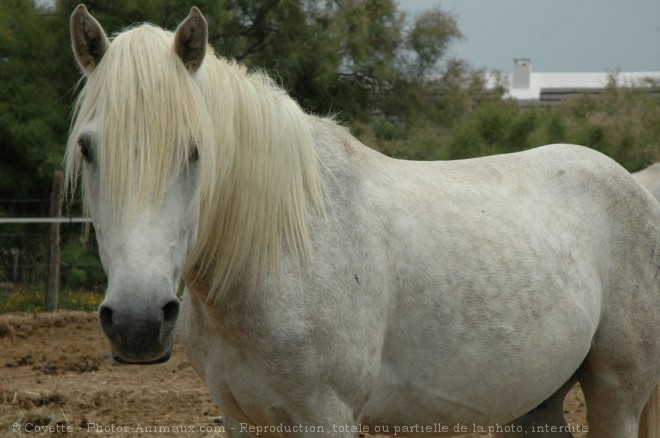 Photo de Camargue