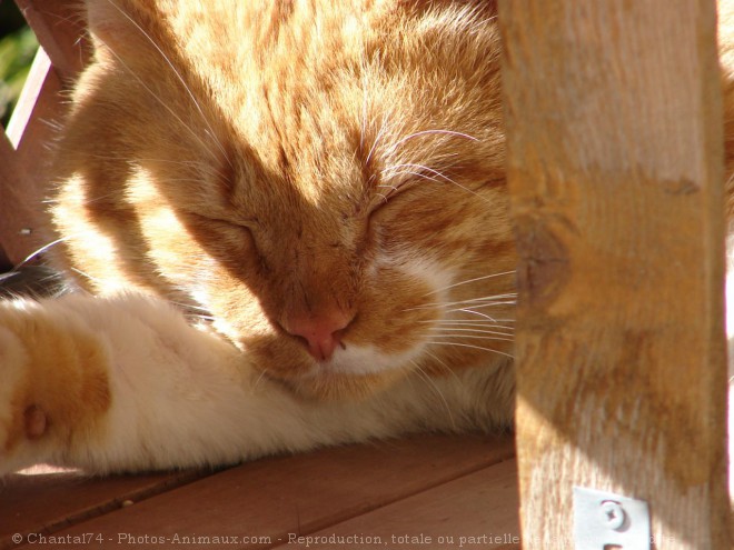 Photo de Chat domestique