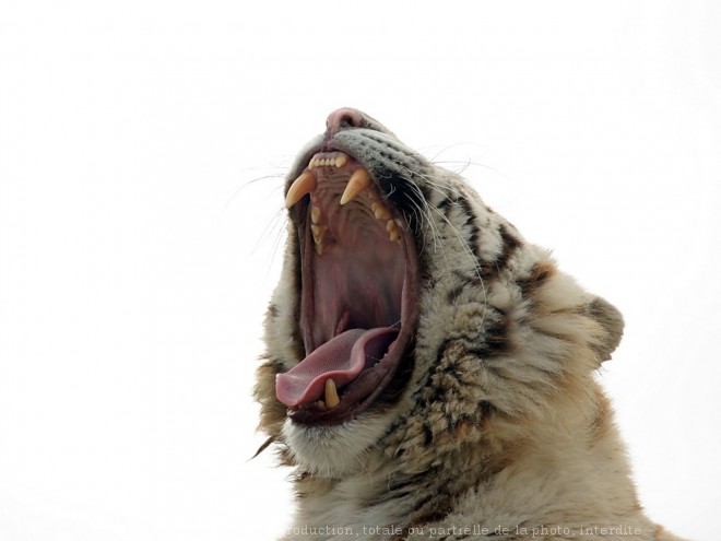 Photo de Tigre