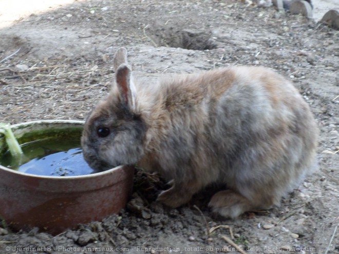 Photo de Lapin