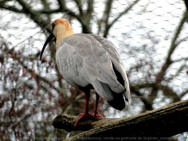 Photo d'Ibis