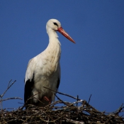 Photo de Cigogne