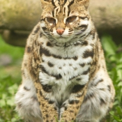 Photo de Chat lopard du bengale