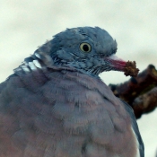 Photo de Pigeon - ramier