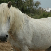 Photo de Camargue