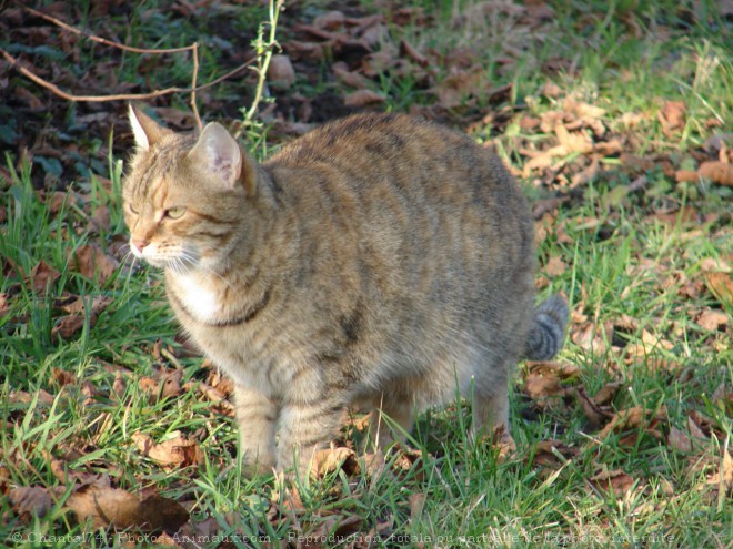 Photo de Chat domestique