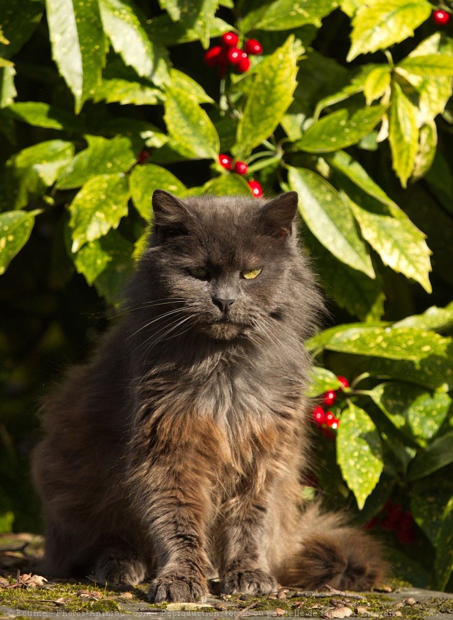 Photo de Chat domestique