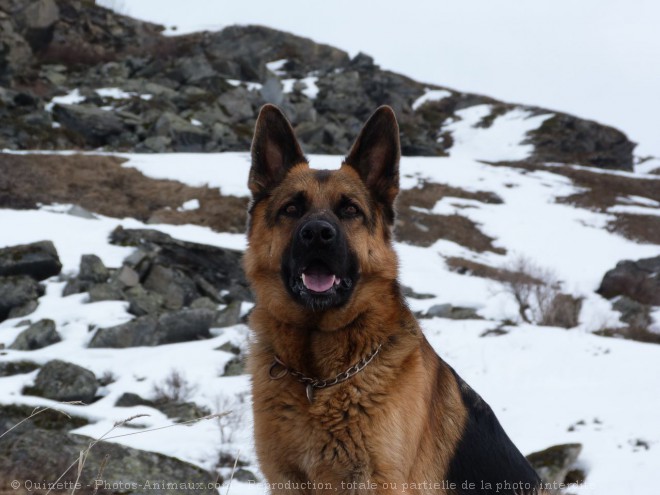 Photo de Berger allemand  poil court