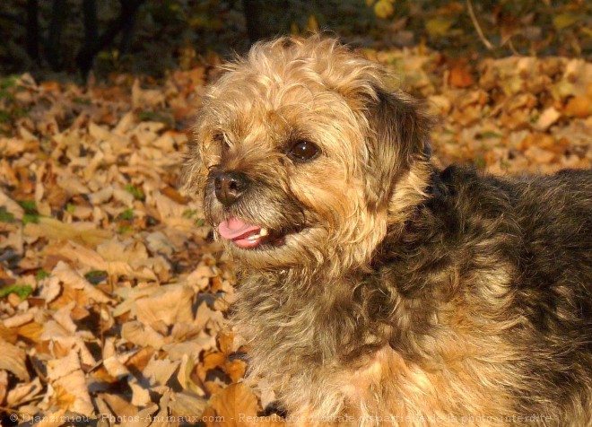 Photo de Border terrier