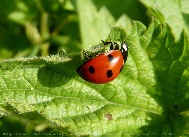 Photo de Coccinelle