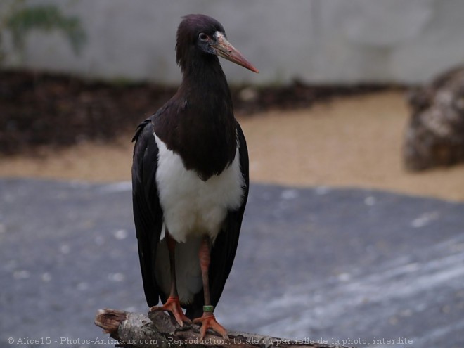 Photo de Cigogne