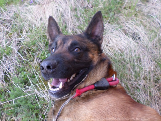 Photo de Berger belge malinois