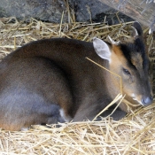 Photo de Muntjac