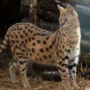 Photo de Serval