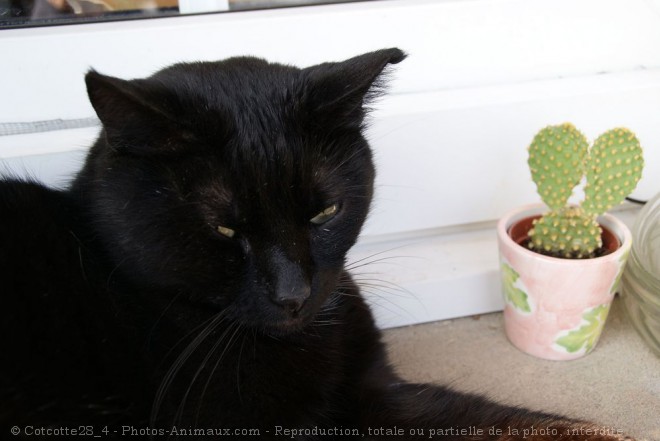 Photo de Chat domestique