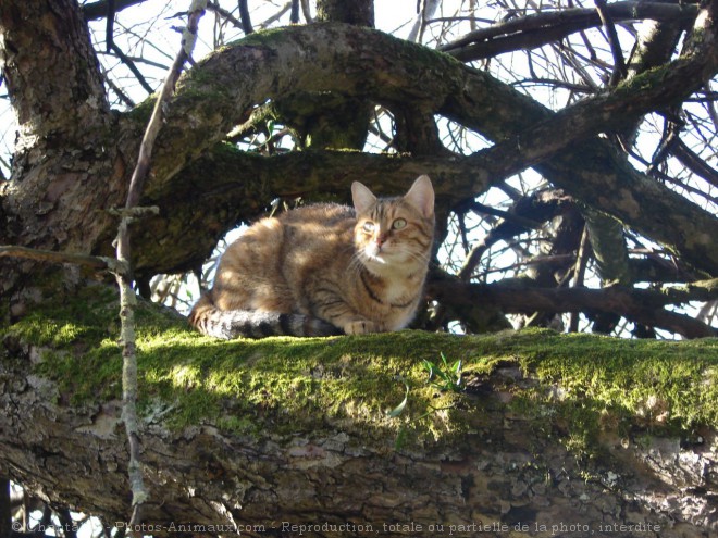 Photo de Chat domestique