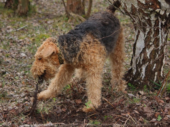 Photo d'Airedale terrier