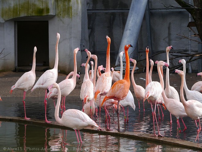 Photo de Flamand rose