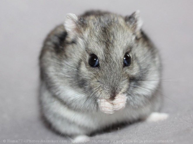 Photo de Hamster