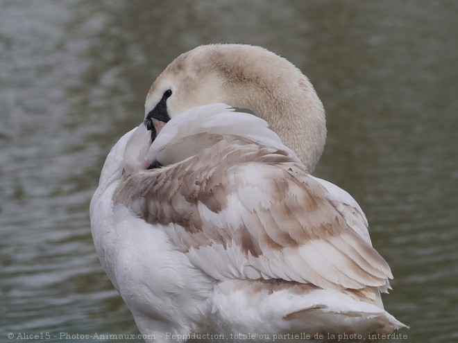 Photo de Cygne