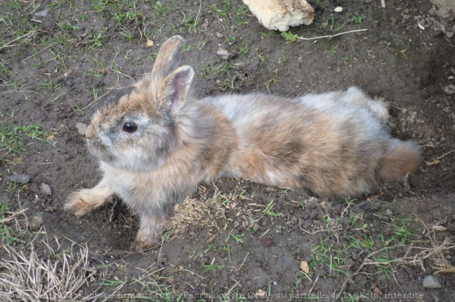 Photo de Lapin