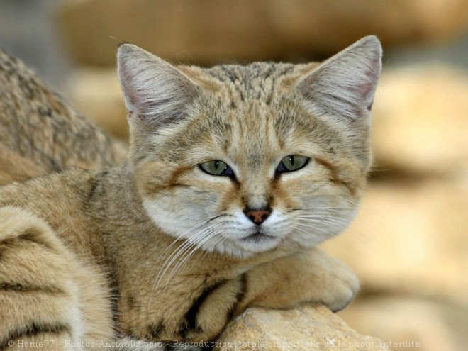 Photo de Chat des sables