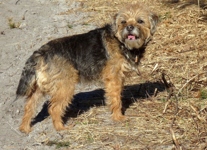 Photo de Border terrier