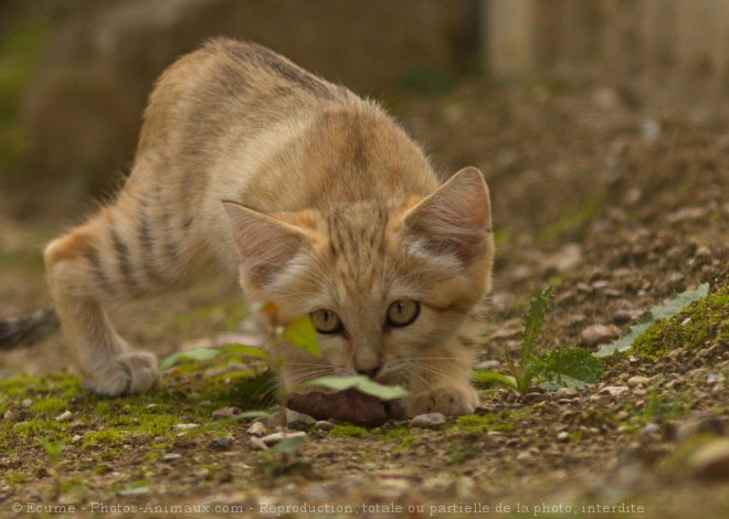 Photo de Chat des sables