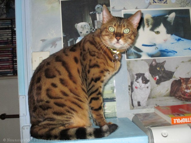 Photo de Bengal