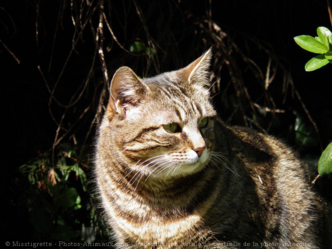 Photo de Chat domestique