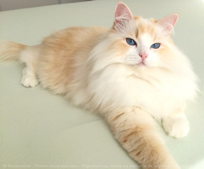 Photo de Ragdoll