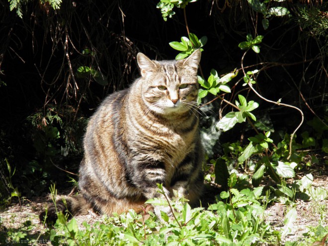 Photo de Chat domestique