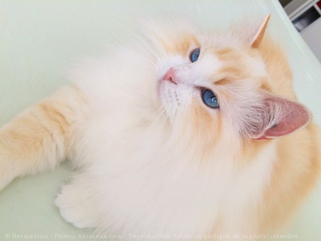 Photo de Ragdoll