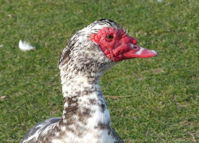 Photo de Canard de barbarie