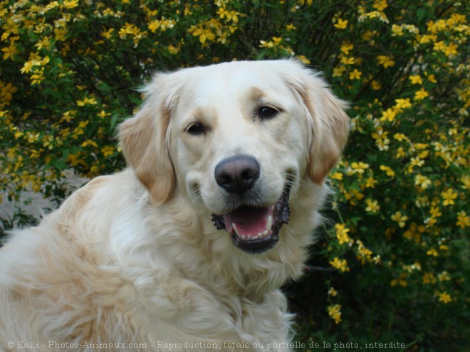 Photo de Golden retriever