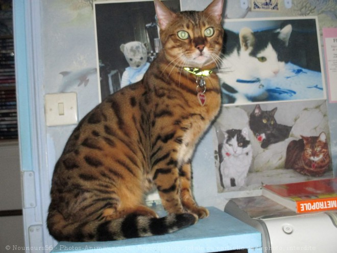 Photo de Bengal