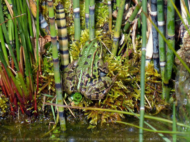 Photo de Grenouille verte commune