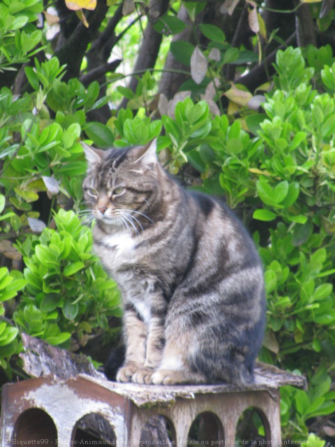 Photo de Chat domestique