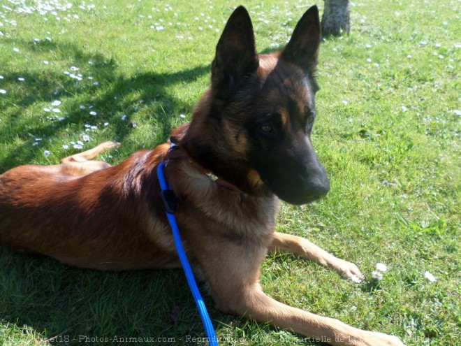 Photo de Berger belge malinois