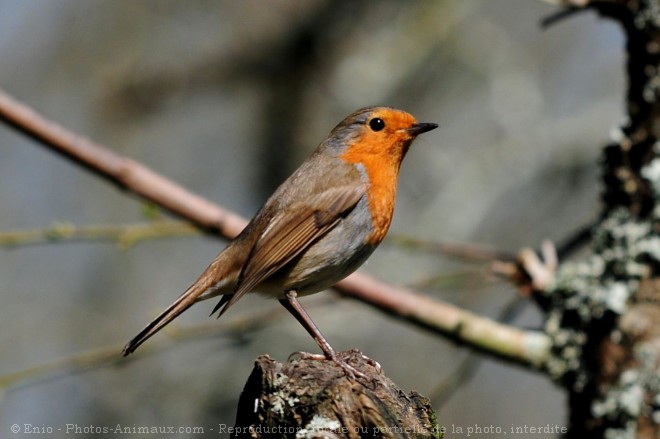 Photo de Rouge gorge