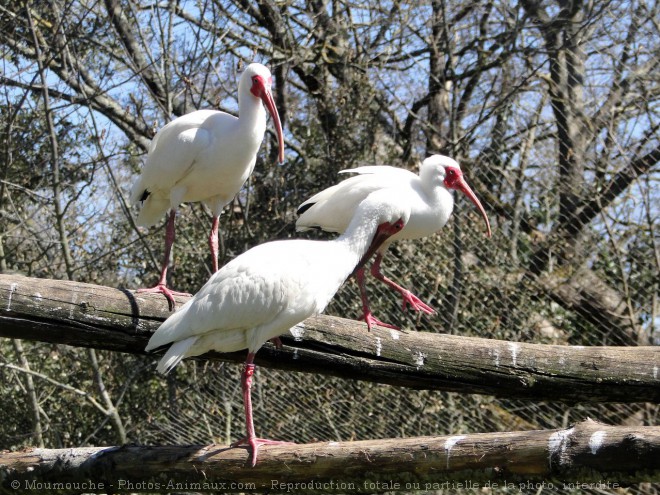 Photo d'Ibis