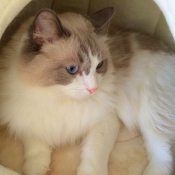 Photo de Ragdoll