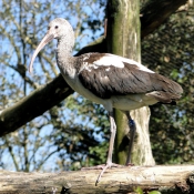 Photo d'Ibis