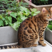 Photo de Bengal