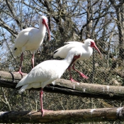 Photo d'Ibis