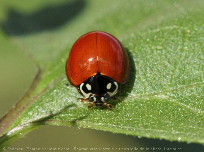 Photo de Coccinelle